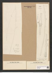 Toxarium undosum Grun. (de-Toni-Nr.: Genus 69, Species 2690) Zeichnungen Sammlung Grunow Nr. 5516 (NHMW-BOT-W0373964)